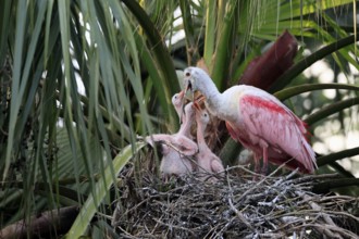 Roseate spoonbill (Platalea ajaja), adult, feeding the young, three young, three chicks, on nest,