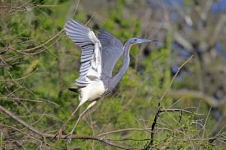 Tricoloured Heron (Egretta tricolor), adult, on tree, flying up, St. Augustine, Florida, USA, North