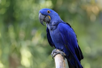 Hyacinth Macaw (Anodorhynchus hyacinthinus), adult on wait, Pantanal, Brazil, South America