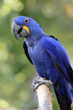 Hyacinth Macaw (Anodorhynchus hyacinthinus), adult on wait, Pantanal, Brazil, South America