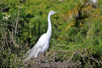 Great Egret (Ardea alba), adult, breeding plumage, decorative feathers, at the nest, Orlando,