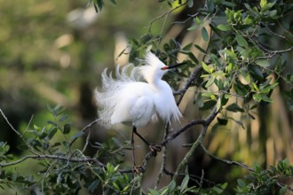 Great Egret (Egretta thula), adult, in breeding plumage, during breeding season, courtship display,