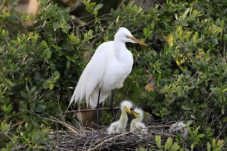 Great Egret (Ardea alba), adult, with young, nest, breeding site, St. Augustine, Florida, USA,