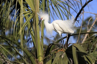 Great Egret (Egretta thula), adult, in breeding plumage, during breeding season, on tree, St.