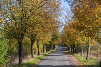 Autumnal lime tree avenue (Tilia), Brützkow, Mecklenburg-Vorpommern, Germany, Europe