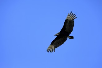 Raven Vulture (Coragyps atratus), adult, flying, flight, Orland, Florida, USA, North America