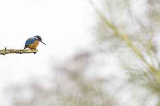 A kingfisher (Alcedo atthis) sits on a branch, surrounded by a blurred background in light, pastel