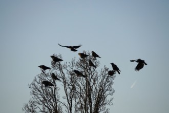 Corvids on a group of trees, winter, Germany, Europe