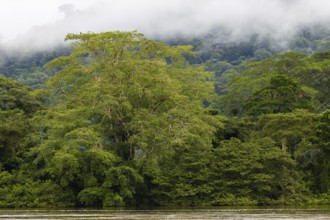 Rainforest by the river, Rio San Carlos, Alajuela, Costa Rica, Central America