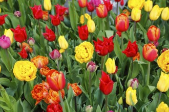 Gönninger tulip blossom, tulips (Tulipa), flowers, colourful, yellow, pink, red blossoms, spring