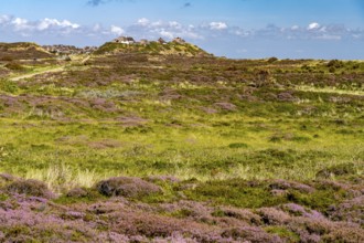 Blooming heathland and thatched roof houses near List, island of Sylt, North Friesland district,