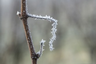 Icy branch of a vine in close-up with white hoar frost capturing the winter atmosphere, Reif,