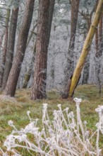 View of spruces frozen with hoarfrost in the forest, landscape photo, nature photo, flora, fauna,