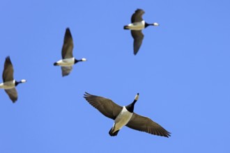 Flock of barnacle geese (Branta leucopsis) flying in formation against blue sky during spring