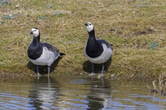 Two barnacle geese (Branta leucopsis) drinking water from pond in wetland