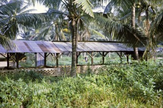 Pig farming in sheds in coconut trees, Singapore, Asia 1971, Asia