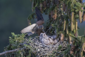 Common kestrel (Falco tinnunculus) at the nest with young birds, Daun, Eifel, Rhineland-Palatinate,