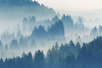 Fog and forest in Oberägeri in the canton of Zug, Switzerland, Europe