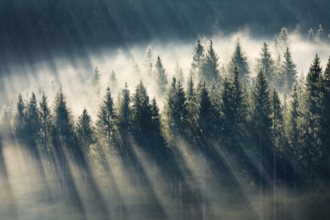 Fog and forest in Oberägeri in the canton of Zug, Switzerland, Europe