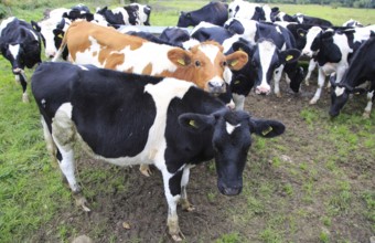 Calves in field at Ufford, Suffolk, England, UK