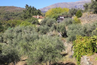 Farmhouse in olive grove, Aldenueva de la Vera, La Vera, Extremadura. Spain