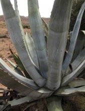 Agave americana cactus plant growing in Cabo de Gata natural park, Almeria, Spain, Europe