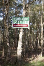 Sign advertising woodlands for sale, Hollesley, Suffolk, England, United Kingdom, Europe