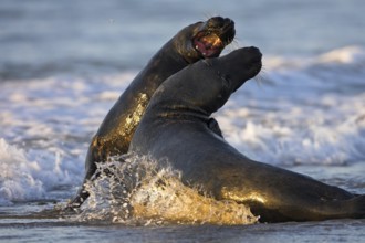 Grey seal (Halichoerus grypus), Island of Heligoland, Heligoland, Island of Heligoland,