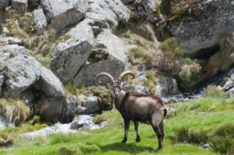 An ibex stands in a meadow against a background of rocks and grass, Gredos ibex (Capra pyrenaica