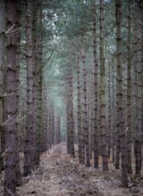 Rows of conifer trees standing in line, Rendlesham Forest, Suffolk, England, United Kingdom, Europe