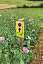 Hiking trail, circular trail in the opium poppy (Papaver somniferum), sign with inscription, poppy