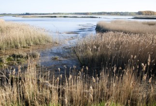 Reeds growing on the tidal estuary of the River Alde at Snape, Suffolk, England, United Kingdom,