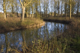 River Deben meandering through willow tree woodland at Campsea Ashe, Suffolk, England, United