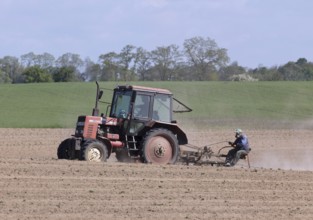 Tractor dragging a plume of dust behind it while working a potato field, Münchenberge, 20/05/2020