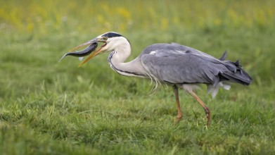 Grey heron (Ardea cinerea) with white fish as prey, hunting, preying, sunrise, morning light,