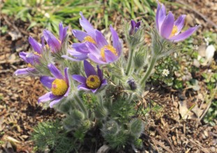 Common pasque flower (Pulsatilla vulgaris), North Rhine-Westphalia-Germany