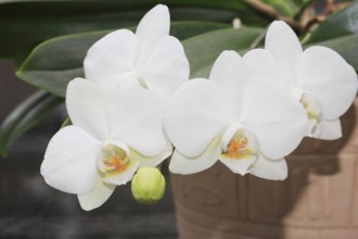 White orchid (Phalaenopsis), flowers in a flower pot, North Rhine-Westphalia, Germany, Europe