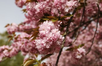 Blossoming cherry trees on the TV Asahi cherry blossom avenue on the Berlin Wall Trail. The cherry