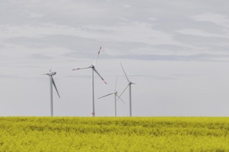 A wind turbine in a rapeseed field, photographed in Vierkirchen, 12/04/2024