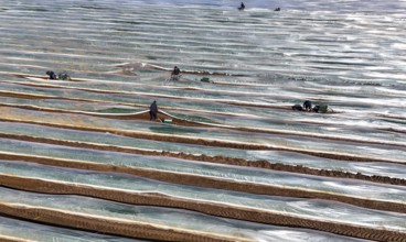 The first asparagus is harvested from a foil-covered asparagus field, Beelitz, 26/03/2024