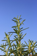 Rosemary (Salvia rosmarinus), in the blue sky, North Rhine-Westphalia, Germany, Europe