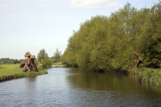 Willow trees line meandering River Stour, Dedham Vale, Essex Suffolk border, England, United