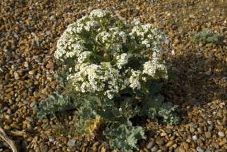 Crambe maritima or sea kale growing on shingle, Shingle Street, Suffolk, England, United Kingdom,