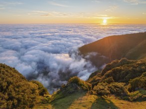 Aerial view of sunrise above clouds and green hills at Fanal mountain, Madeira island, Portugal,