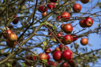 Apple tree with red apples, autumn, Humlebæk, Nivå Bugt, Hovedstaden, Øresund coast, Denmark,