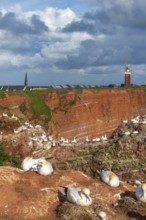 Red coloured sandstone, steep cliff coast of the offshore island of Heligoland, home of the