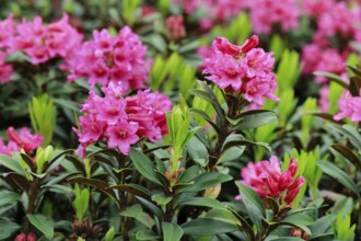 Rusty-leaved alpenrose, Rhododendron ferrugineum, Swiss Alps