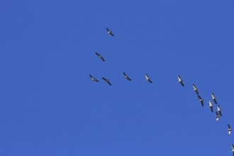 Flying cranes (Grus grus), in V-formation, North Rhine-Westphalia, Germany, Europe