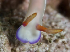 Close-up of a nudibranch with orange-coloured tentacles, Bullock's starfish (Hypselodoris