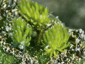 Three sea snails, leaf sheep snails (Costasiella kuroshimae), called Shaun the Sheep. Sea snail